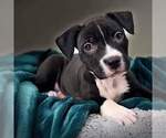 Small #5 American Pit Bull Terrier Mix