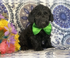 Goldendoodle (Miniature) Puppy for sale in LANCASTER, PA, USA