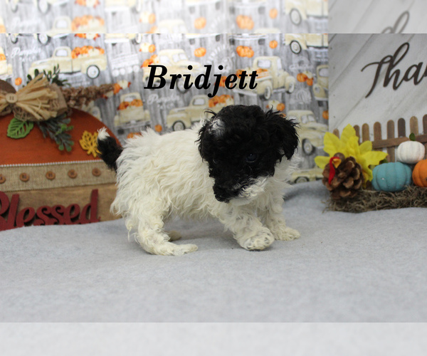 Medium Photo #16 Poodle (Toy) Puppy For Sale in CHANUTE, KS, USA