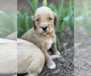 Goldendoodle Puppy for sale in BURLINGTON, NC, USA