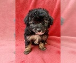 Small #8 Poodle (Miniature)