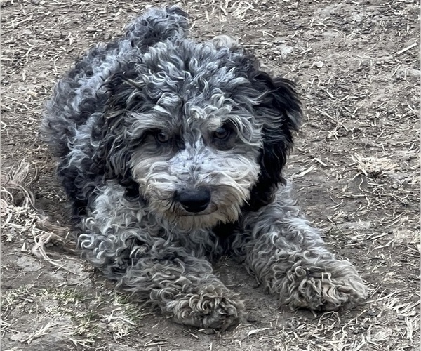 Medium Photo #2 Poodle (Miniature) Puppy For Sale in LANCASTER, MO, USA