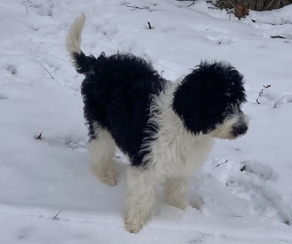 Medium Photo #7 Sheepadoodle Puppy For Sale in BUCKHANNON, WV, USA