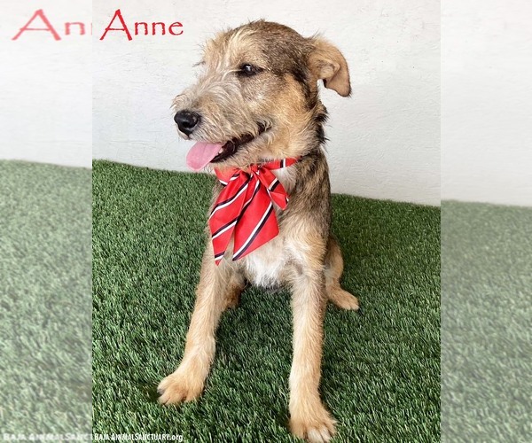 Medium Photo #7 Jack Russell Terrier-Miniature Schnauzer Mix Puppy For Sale in San Diego, CA, USA