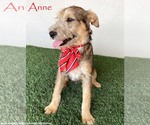 Small #6 Jack Russell Terrier-Miniature Schnauzer Mix