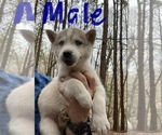 Small #8 Siberian Husky