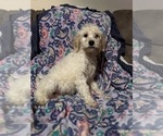 Small Photo #1 English Cream Golden Retriever-Poodle (Standard) Mix Puppy For Sale in BOWLING GREEN, KY, USA