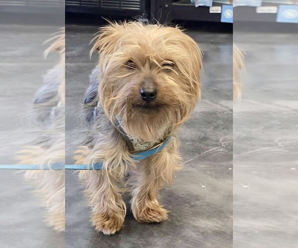 Medium Photo #2 Mutt Puppy For Sale in St. Louis Park, MN, USA