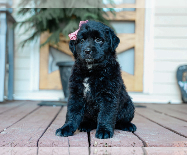 Medium Photo #1 Australian Retriever Puppy For Sale in LIBERTY, KY, USA