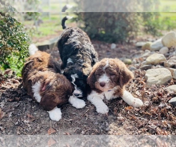 Medium Photo #29 Bernedoodle Puppy For Sale in GEORGETOWN, DE, USA