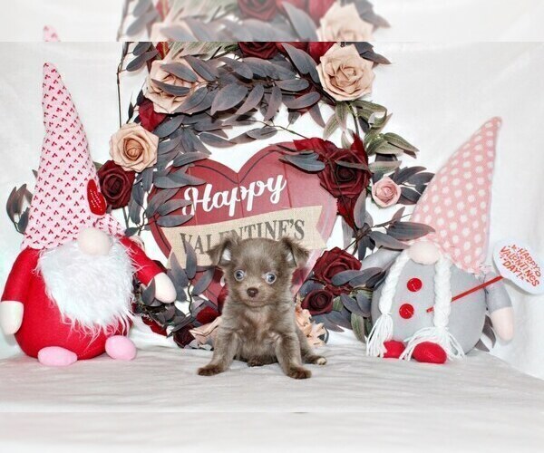 Medium Photo #53 Chihuahua Puppy For Sale in CHARLESTON, AR, USA