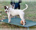 Small Photo #8 Labrador Retriever-Unknown Mix Puppy For Sale in Wakefield, RI, USA