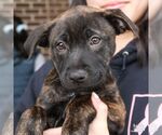 Small #4 Labrador Retriever Mix