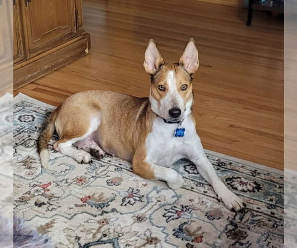 Medium Photo #4 Basenji-Unknown Mix Puppy For Sale in Minneapolis, MN, USA