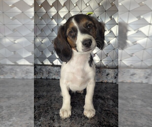 Medium Photo #8 Doxle Puppy For Sale in GOSHEN, IN, USA