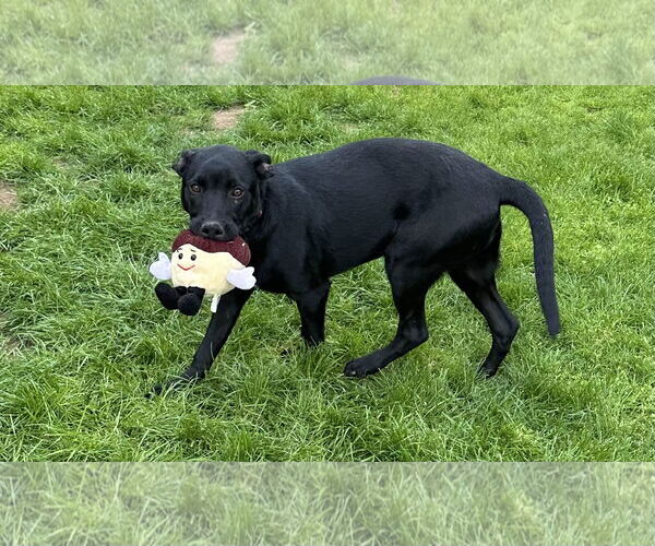 Medium Photo #4 Mutt Puppy For Sale in Phoenix, AZ, USA