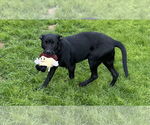 Small #3 Mutt