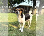 Small #2 Dachshund Mix