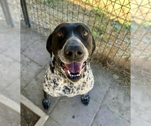 German Shorthaired Pointer Dogs for adoption in Santa Barbara, CA, USA