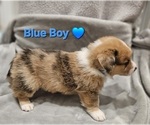 Small #3 American Corgi