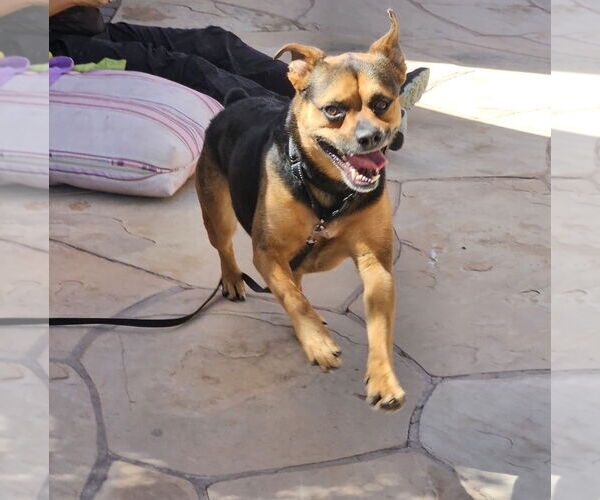 Medium Photo #15 Rottweiler-Unknown Mix Puppy For Sale in phoenix, AZ, USA