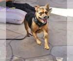 Small #14 Rottweiler Mix