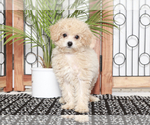 Small Photo #1 Poochon Puppy For Sale in NAPLES, FL, USA