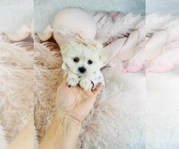 Medium Photo #2 Pomeranian Puppy For Sale in PEMBROKE PINES, FL, USA