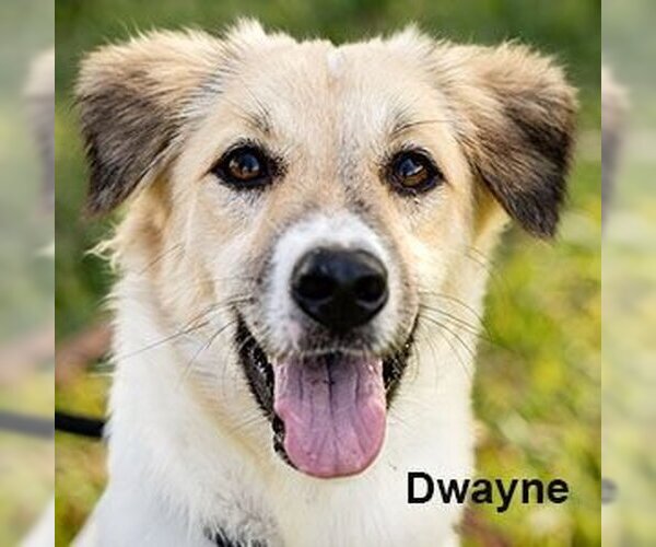 Medium Photo #1 Mutt Puppy For Sale in Calgary, Alberta, Canada