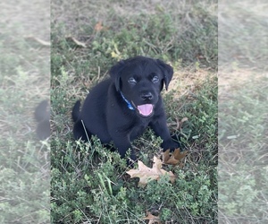 Labrador Retriever Puppy for sale in STEELEVILLE, IL, USA
