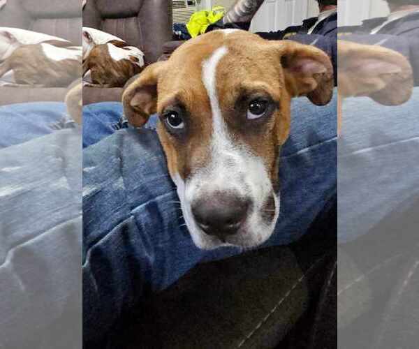 Medium Photo #11 Bullypit Puppy For Sale in Binghamton, NY, USA