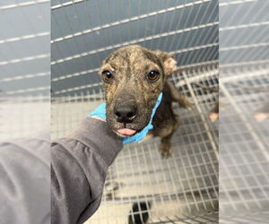 Labrador Retriever-Unknown Mix Dogs for adoption in Tallahassee, FL, USA
