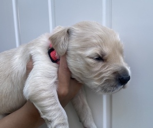 Golden Retriever Puppy for sale in MINERAL POINT, WI, USA