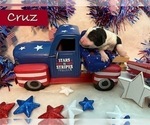 Small Photo #7 Bernedoodle Puppy For Sale in MENIFEE, CA, USA