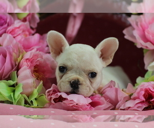 French Bulldog Puppy for sale in BOCA RATON, FL, USA