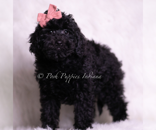 Medium Photo #43 Goldendoodle (Miniature) Puppy For Sale in WARSAW, IN, USA