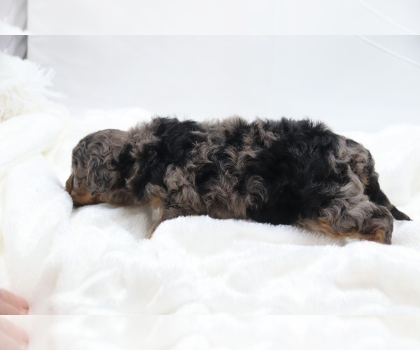 Medium Photo #41 Cockapoo Puppy For Sale in RIPLEY, TN, USA