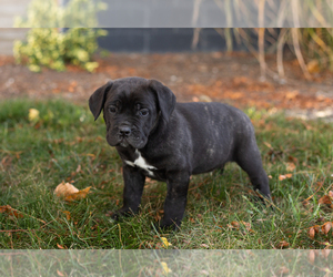 Cane Corso Puppy for sale in BOURBON, IN, USA