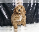 Puppy Milo F1B Goldendoodle (Miniature)