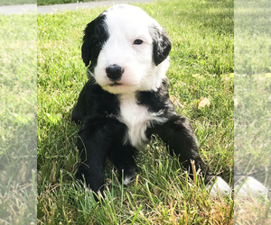Bernedoodle-Sheepadoodle Mix Puppy for sale in BEXLEY, OH, USA