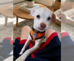 Small #4 Chihuahua Mix