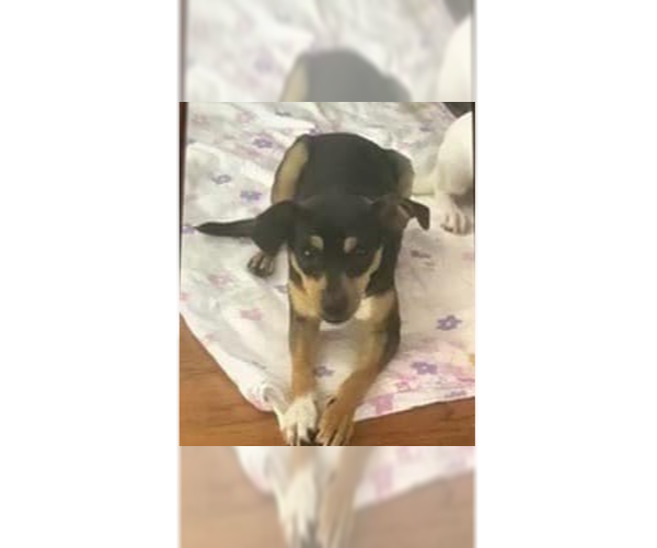 Medium Photo #1 Chihuahua-Unknown Mix Puppy For Sale in New York, NY, USA