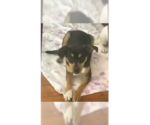 Small Chihuahua Mix
