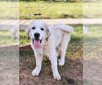 Small Photo #6 Great Pyrenees Puppy For Sale in FLOYD, VA, USA
