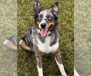 Mother of the Miniature Australian Shepherd puppies born on 11/11/2024