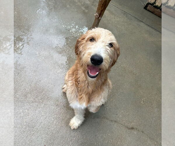 Medium Photo #3 Labradoodle Puppy For Sale in Oak Bluffs, MA, USA