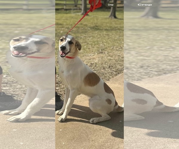 Medium Photo #3 Greyhound-Unknown Mix Puppy For Sale in Dallas, TX, USA