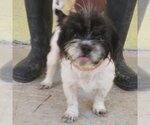 Small Photo #2 Shih Tzu Puppy For Sale in Potomac, MD, USA