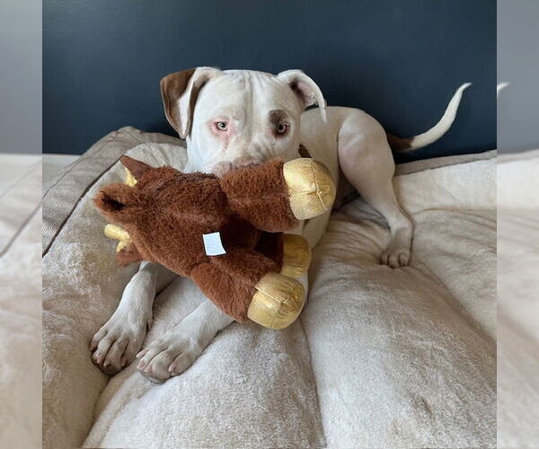 Medium Photo #2 American Pit Bull Terrier-Unknown Mix Puppy For Sale in Sandy, UT, USA
