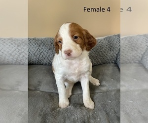 Brittany Puppy for sale in GOOD THUNDER, MN, USA